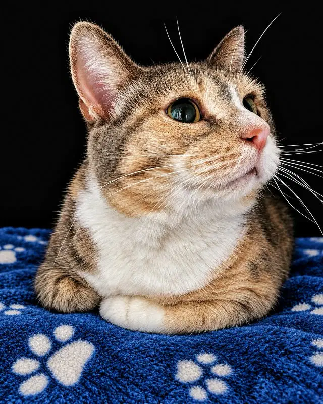 Patches - Domestic Short Hair
