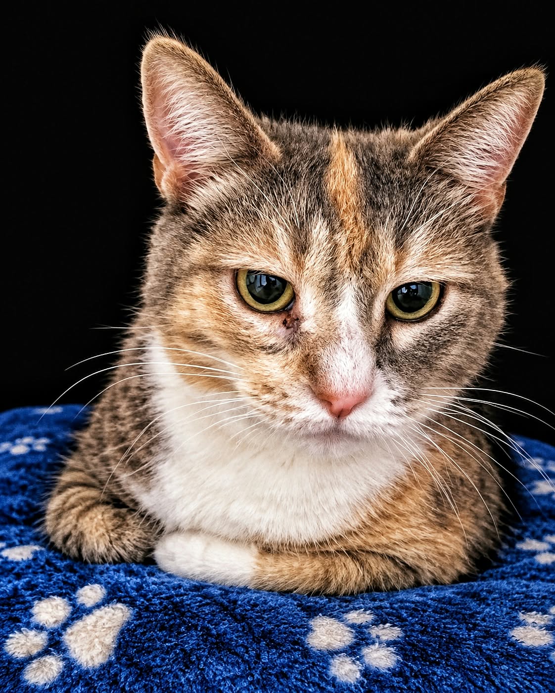 Patches, photo 2
