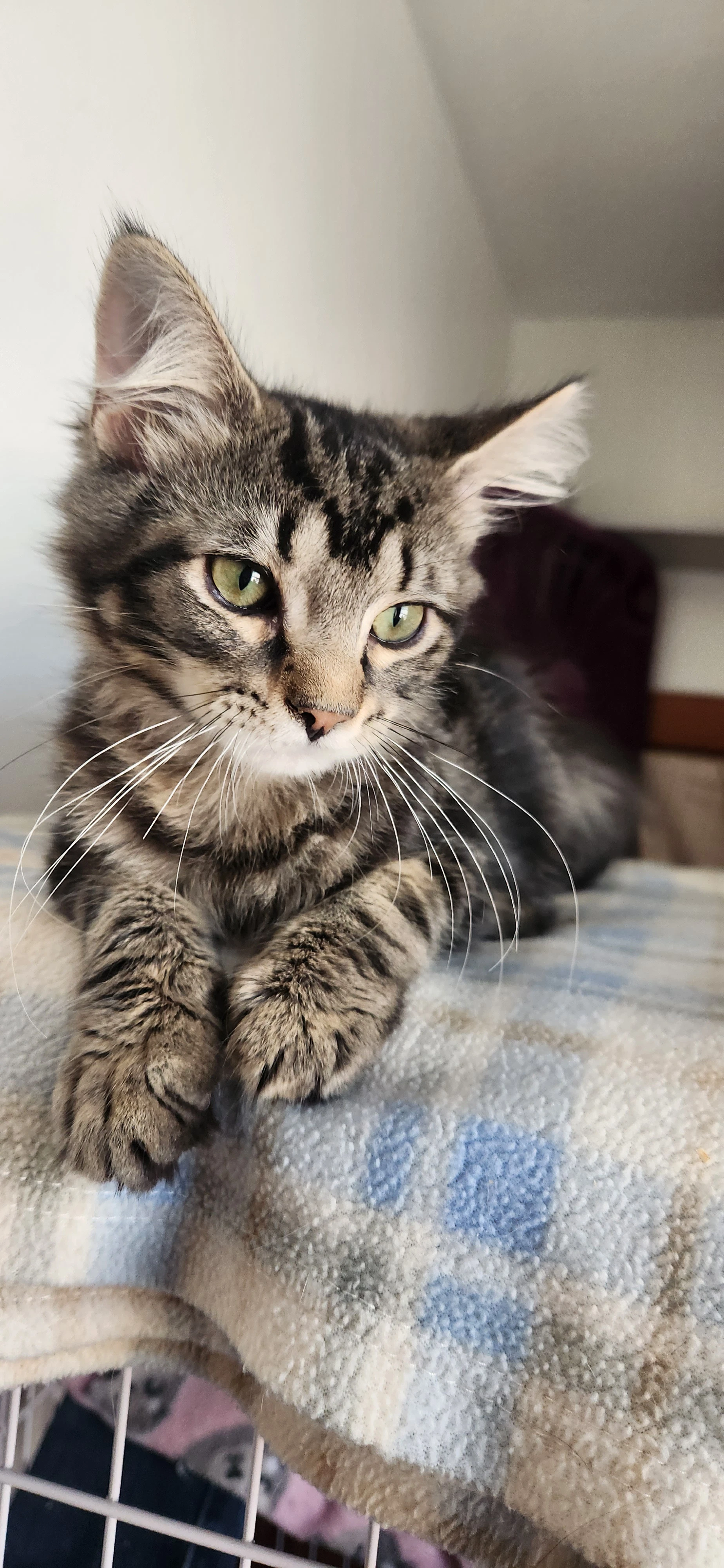 Pierre Foster Cat