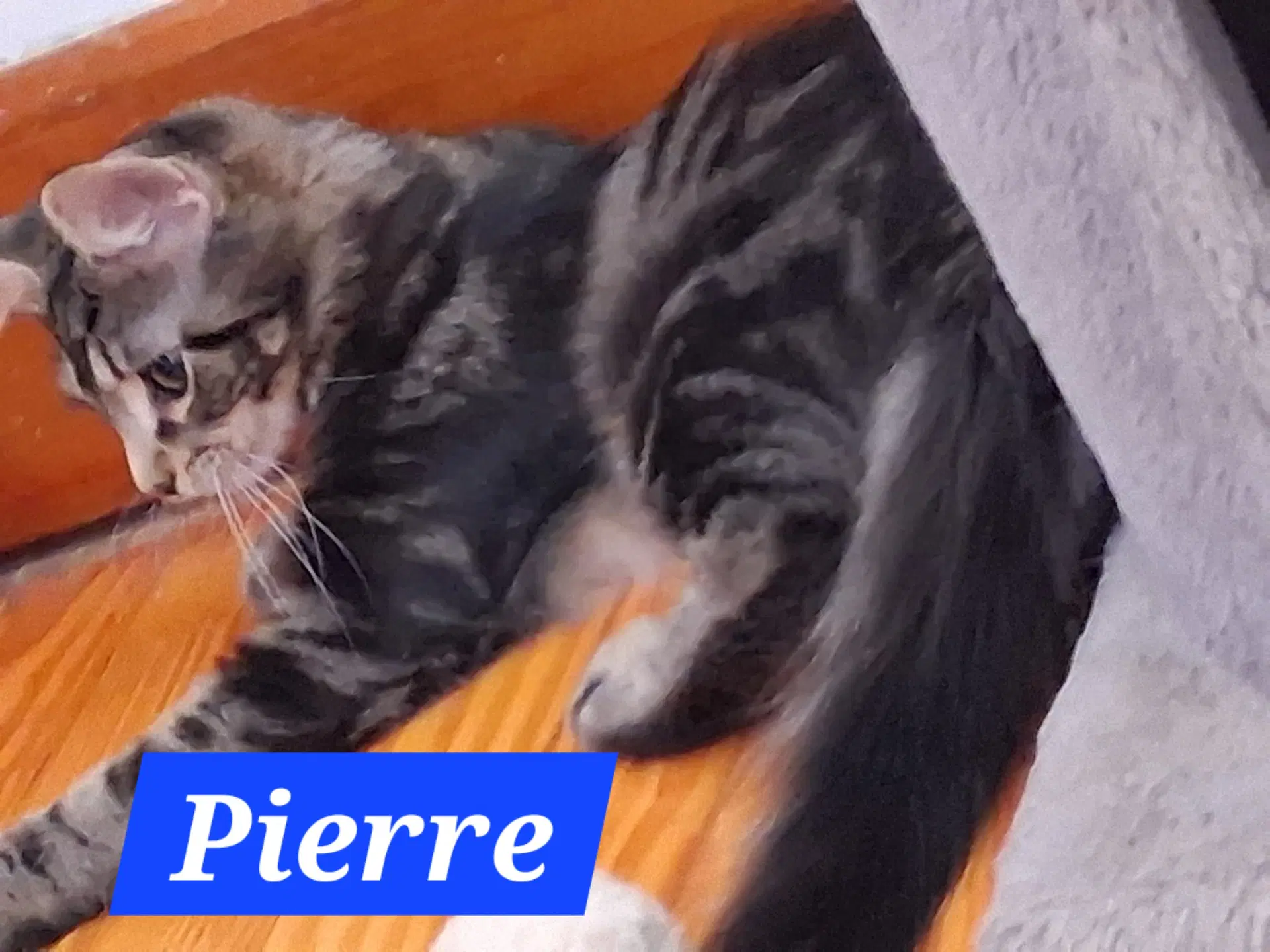 Pierre Foster Cat image 2