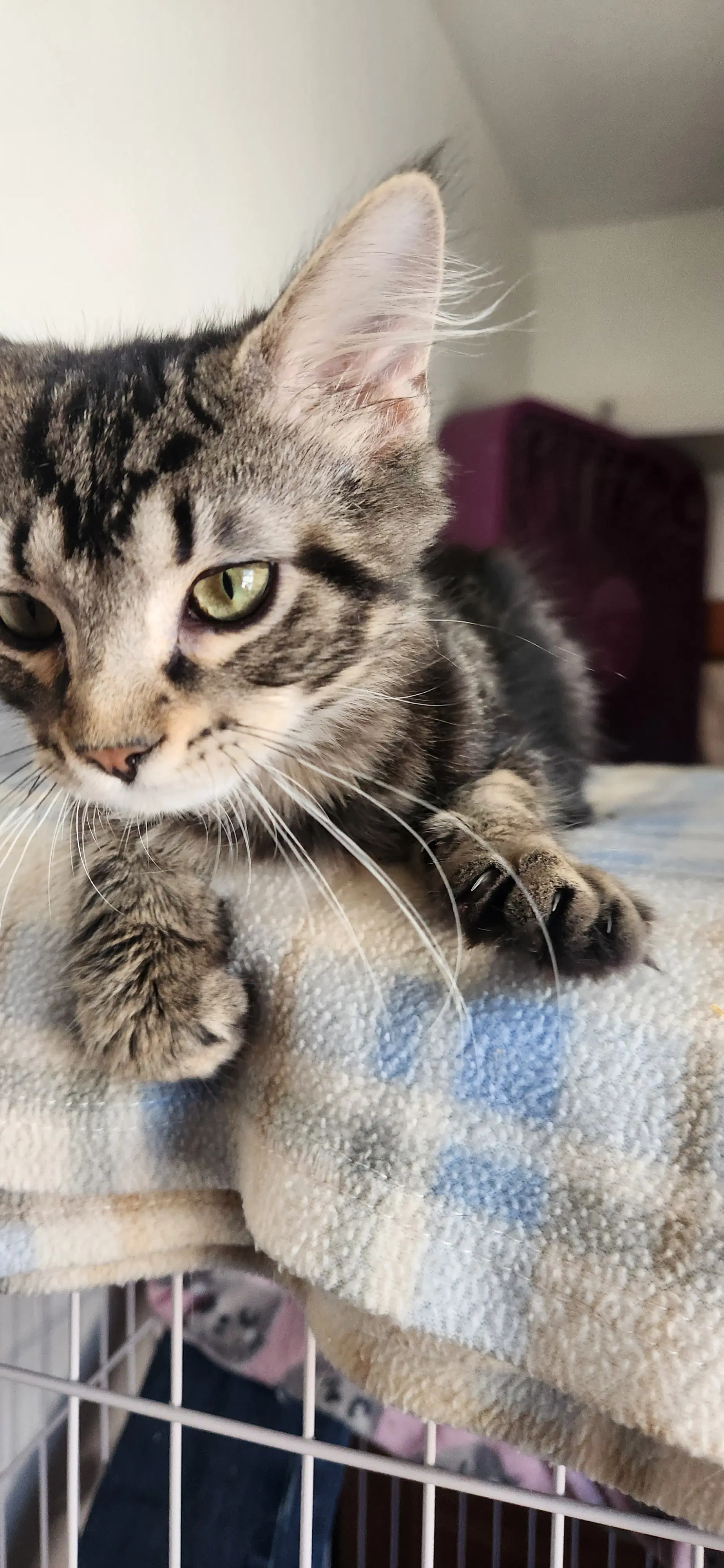 Pierre Foster Cat image 3