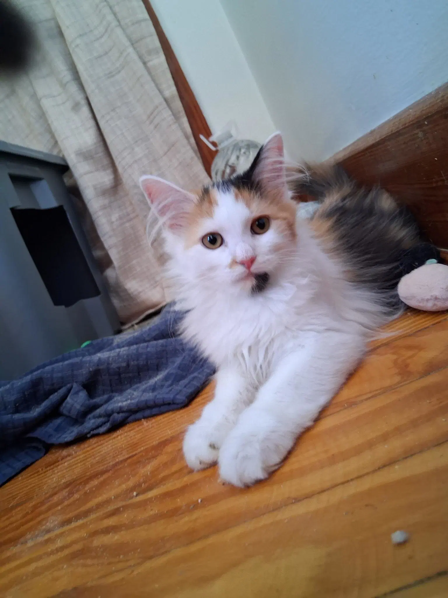 Marie Foster Cat - Domestic Long Hair