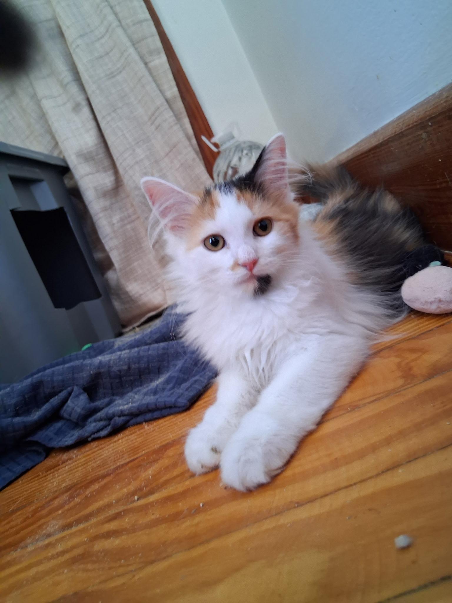 Marie Foster Cat