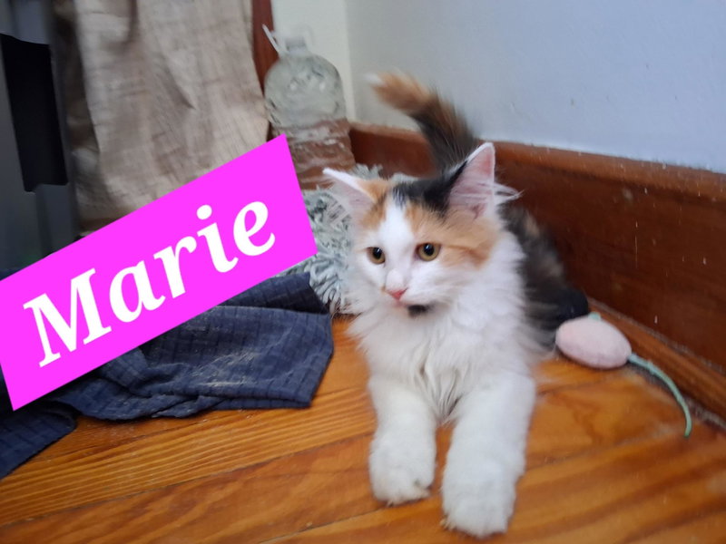 Marie, photo 2