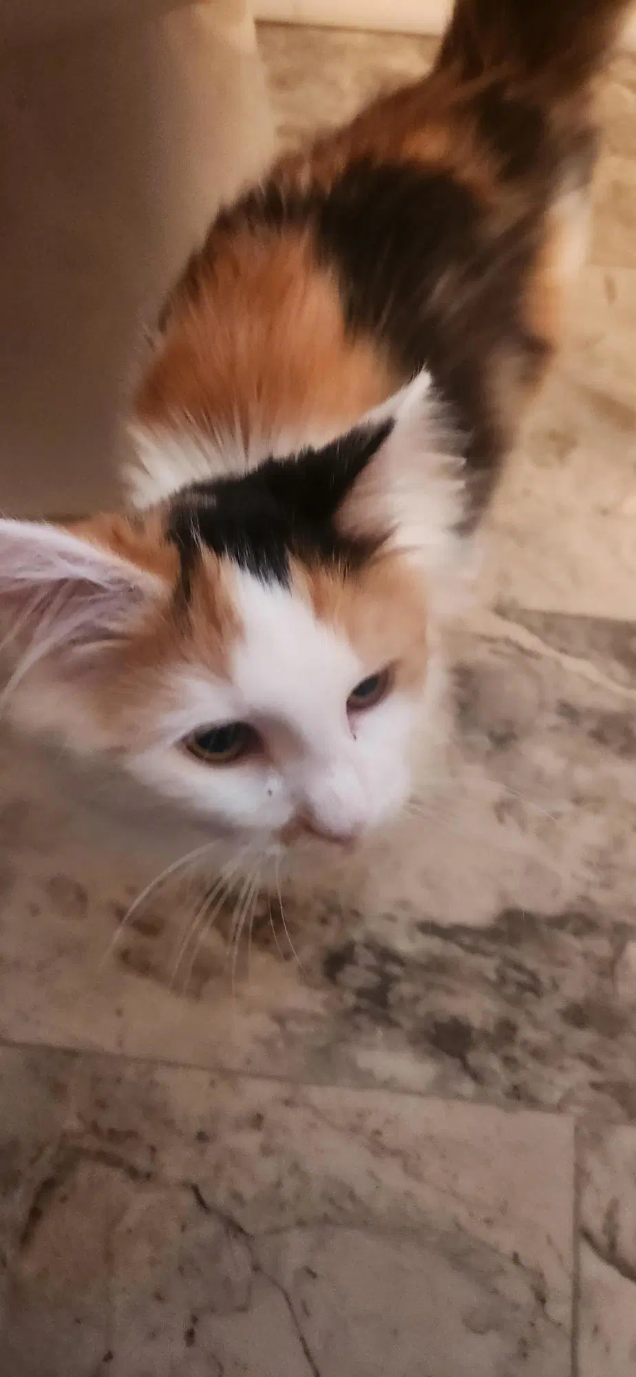 Marie Foster Cat image 3