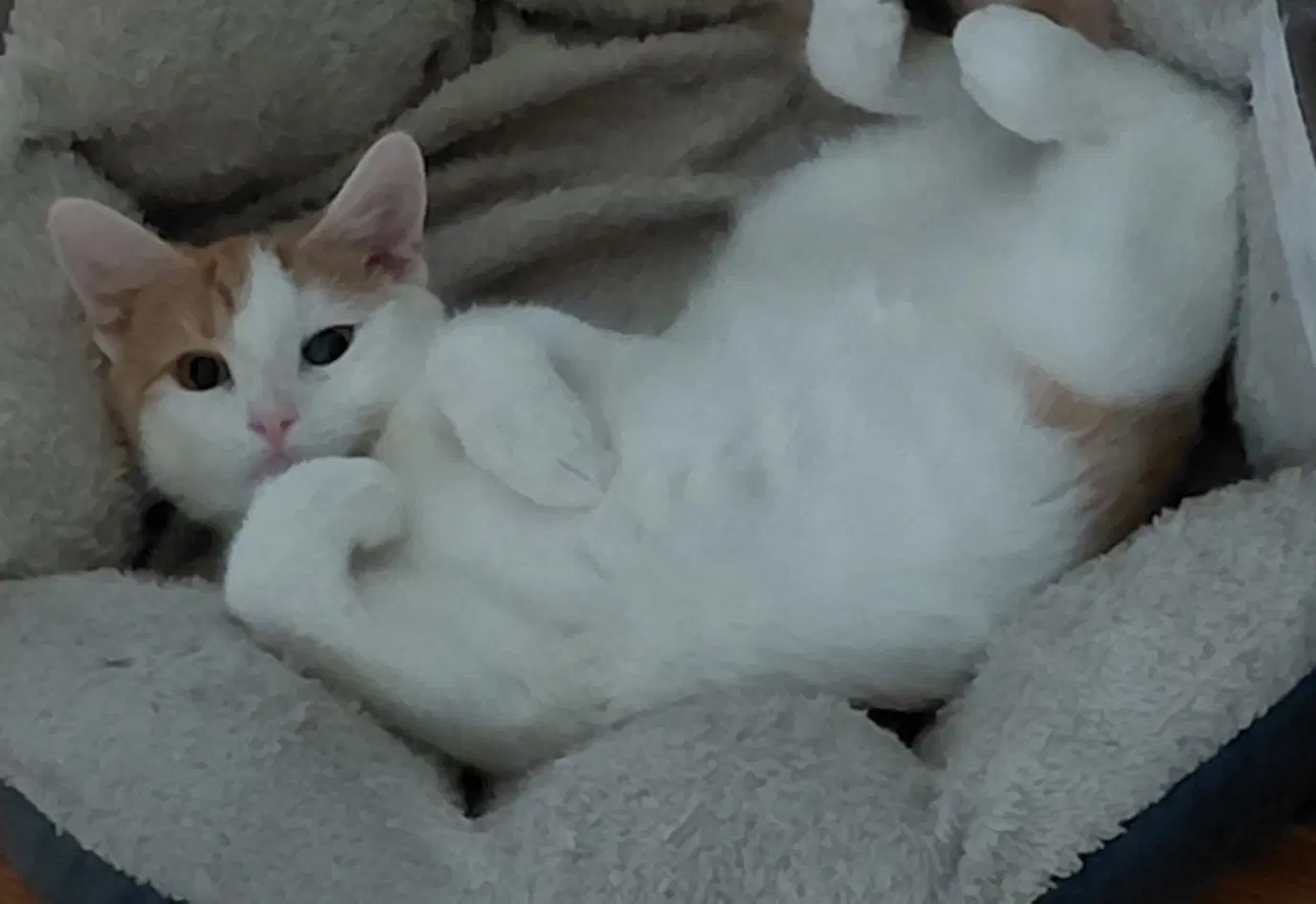 Puddin Foster Cat - Domestic Short Hair