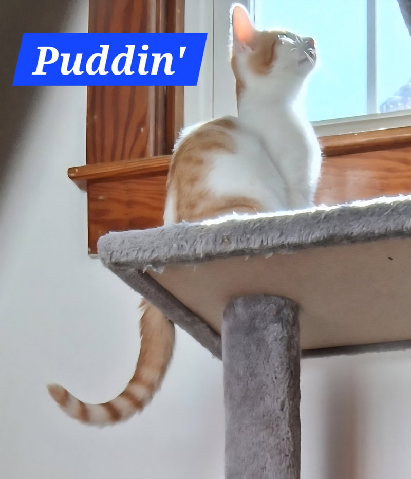 Puddin’, photo 2