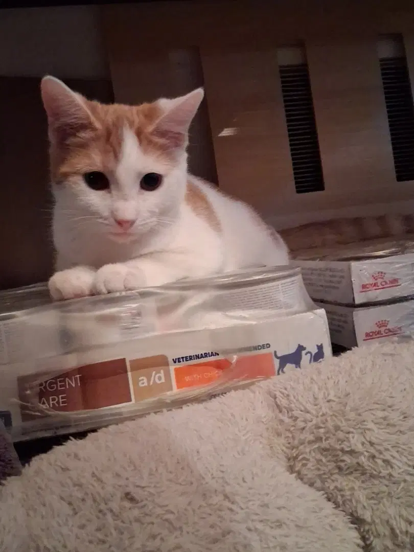 Puddin Foster Cat image 3