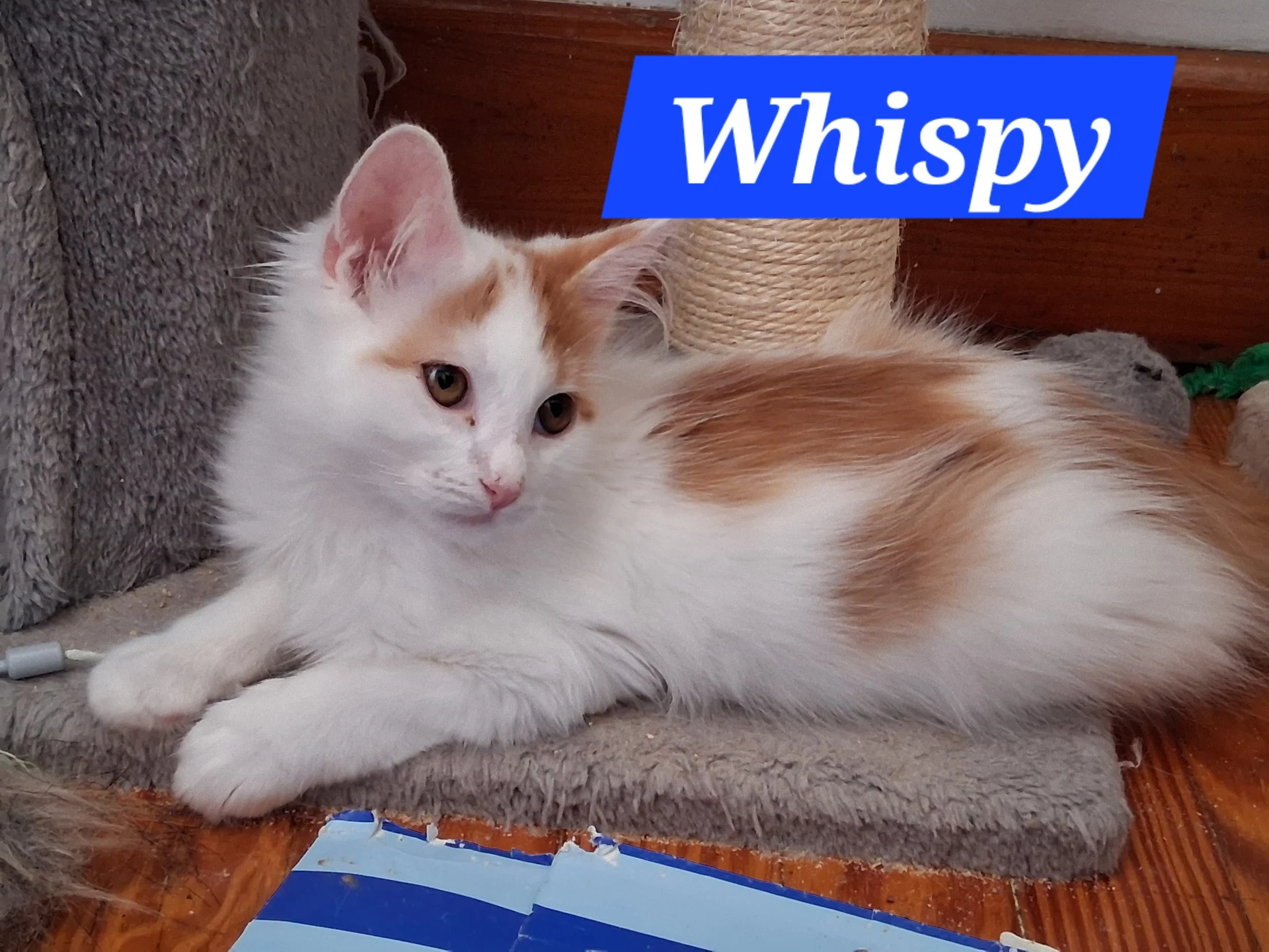 Whisp Foster Cat