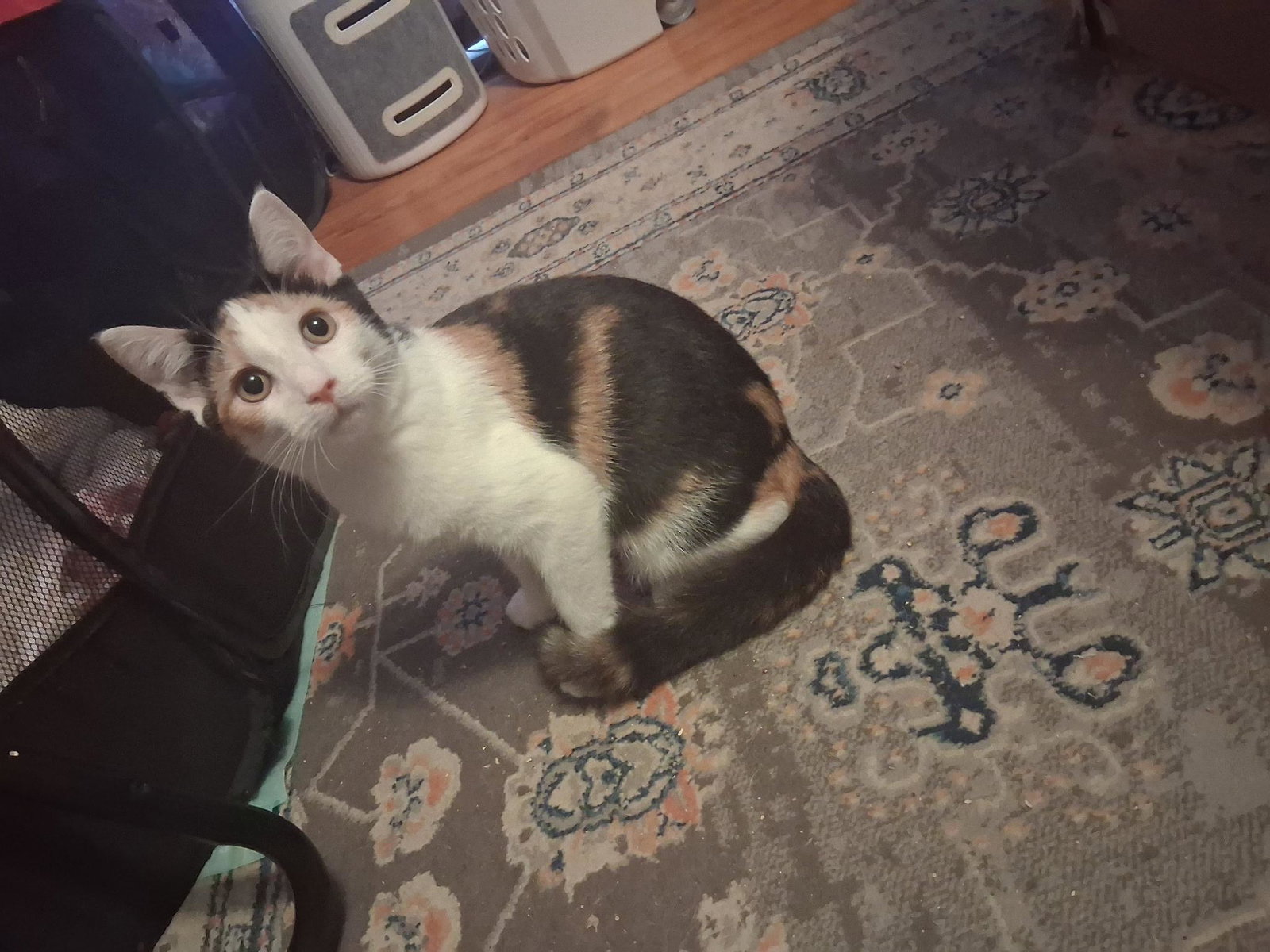 Patches(2) bonded with Patrick (foster cat)