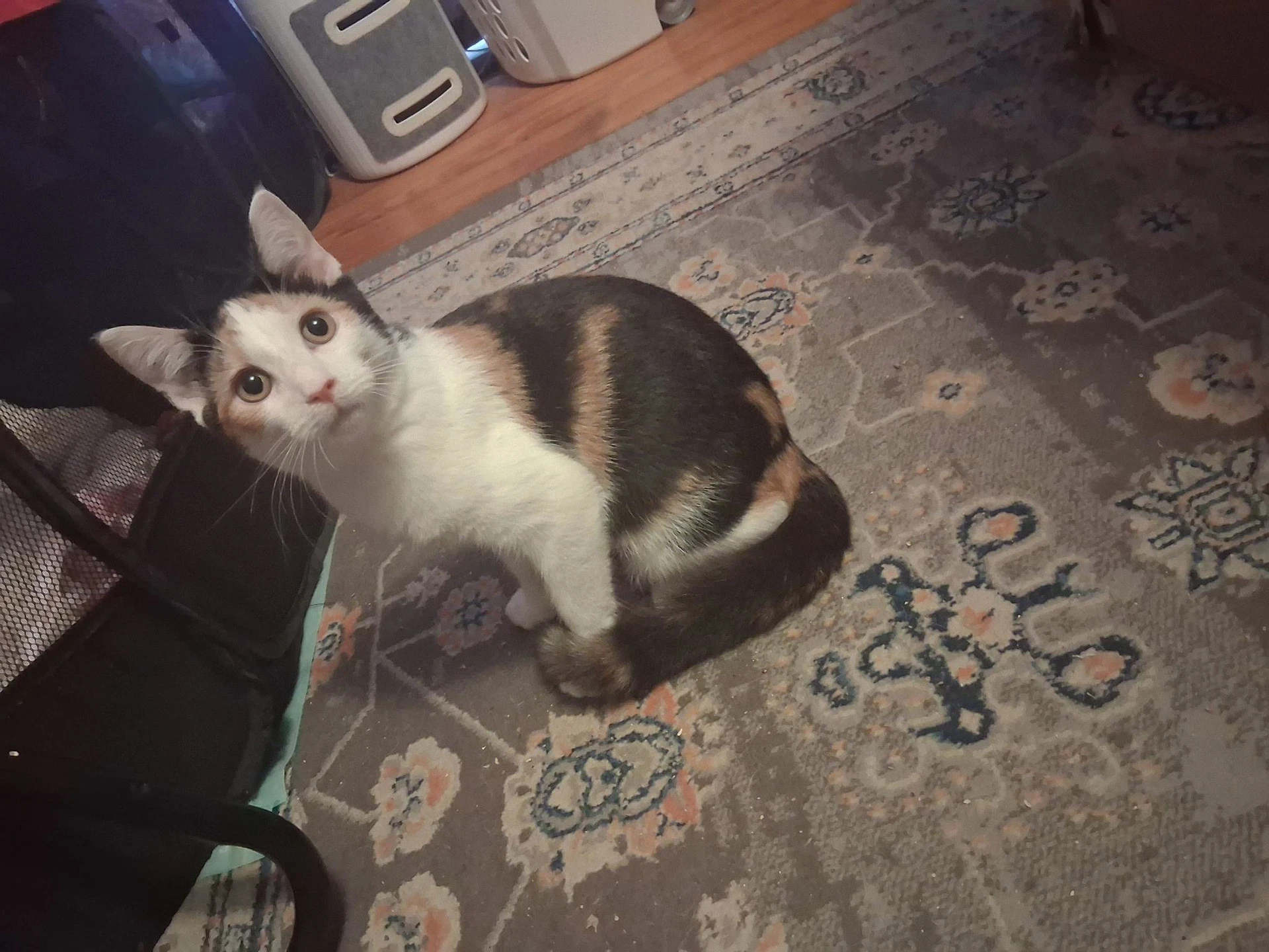 Patches Bonded With Patrick Foster Cat