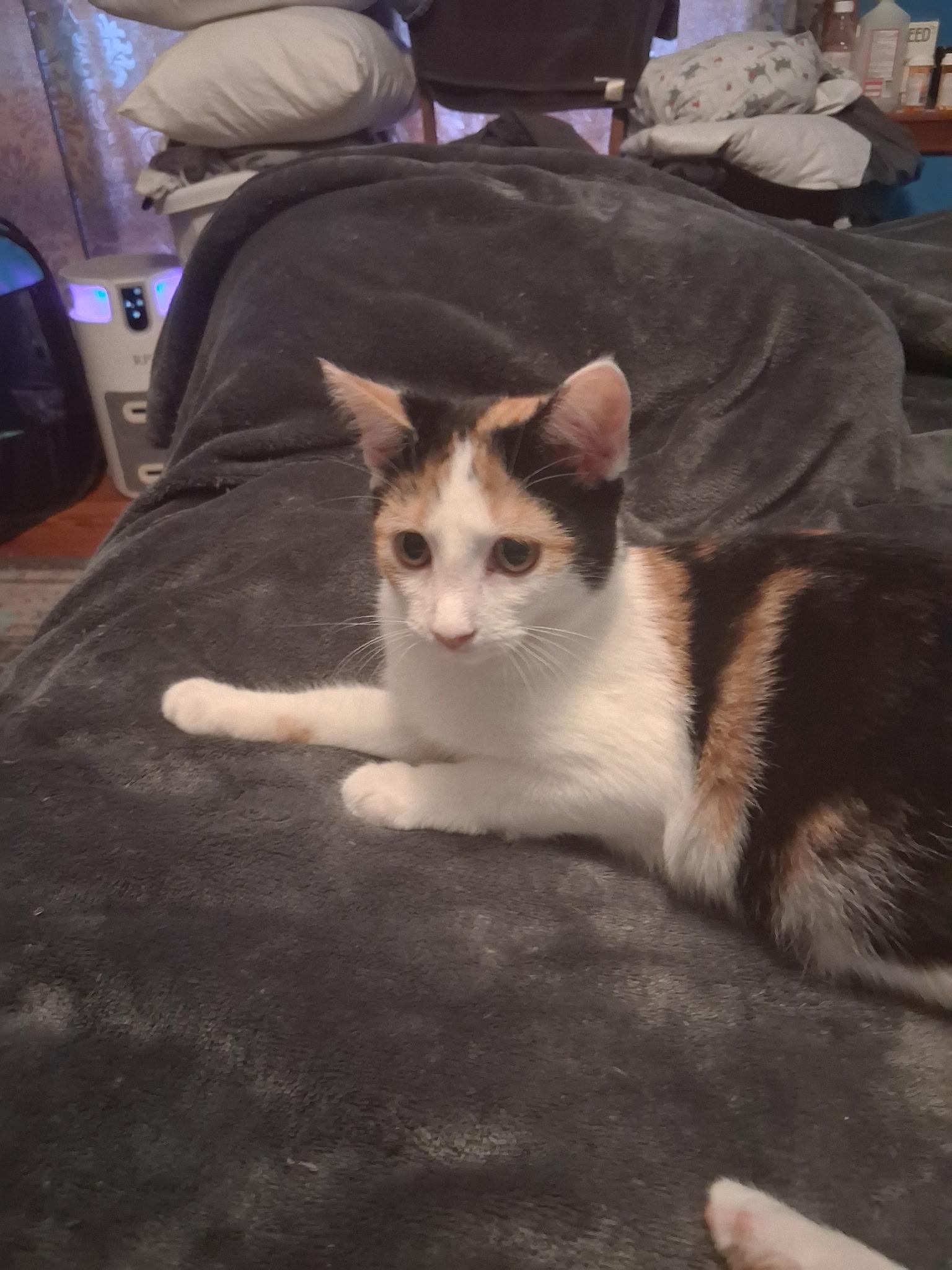 Patches(2) bonded with Patrick (foster cat), photo 2