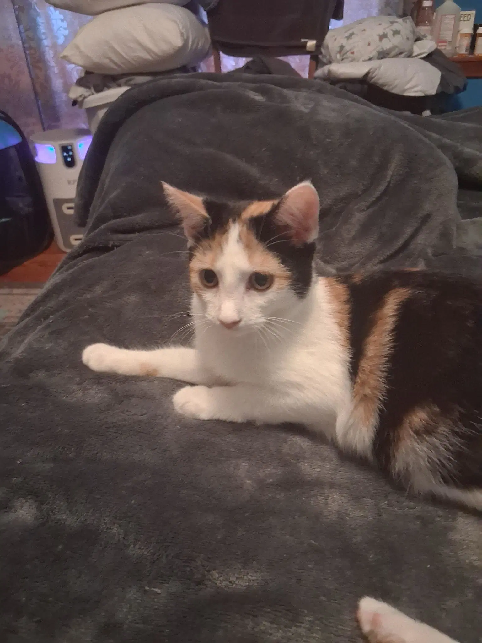 Patches Bonded With Patrick Foster Cat image 2