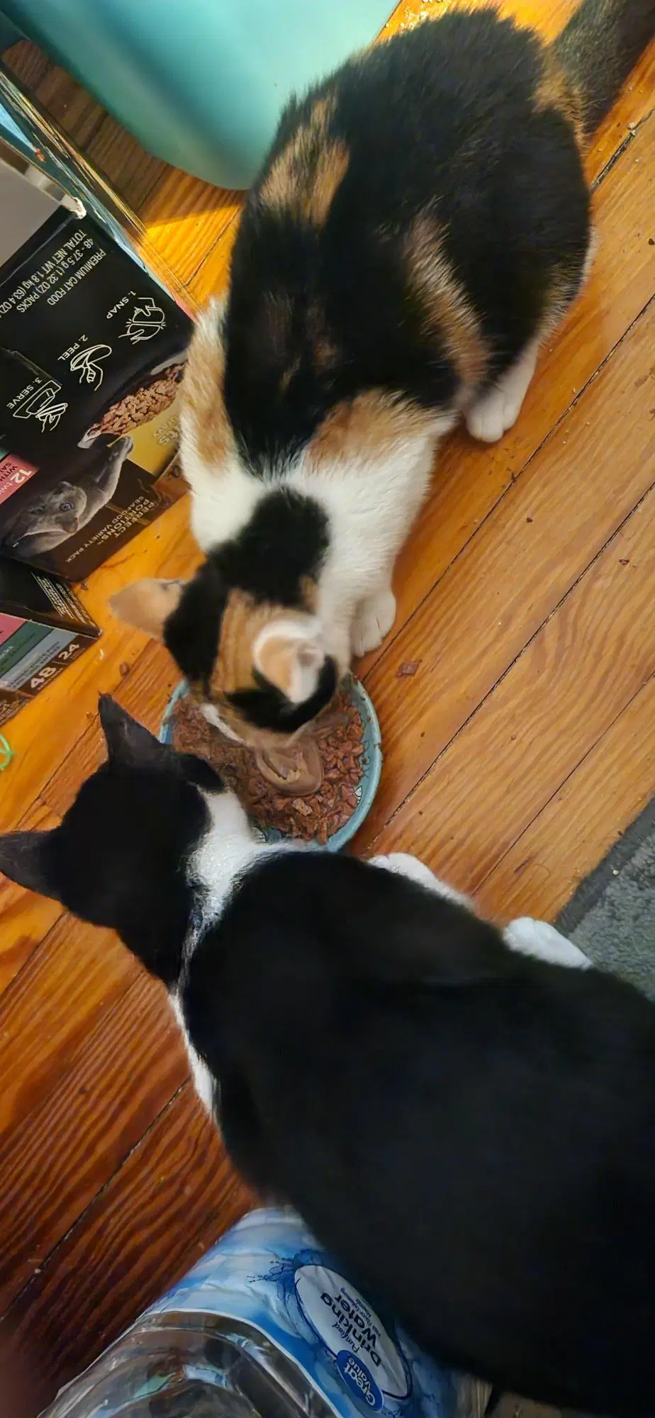 Patches Bonded With Patrick Foster Cat image 3
