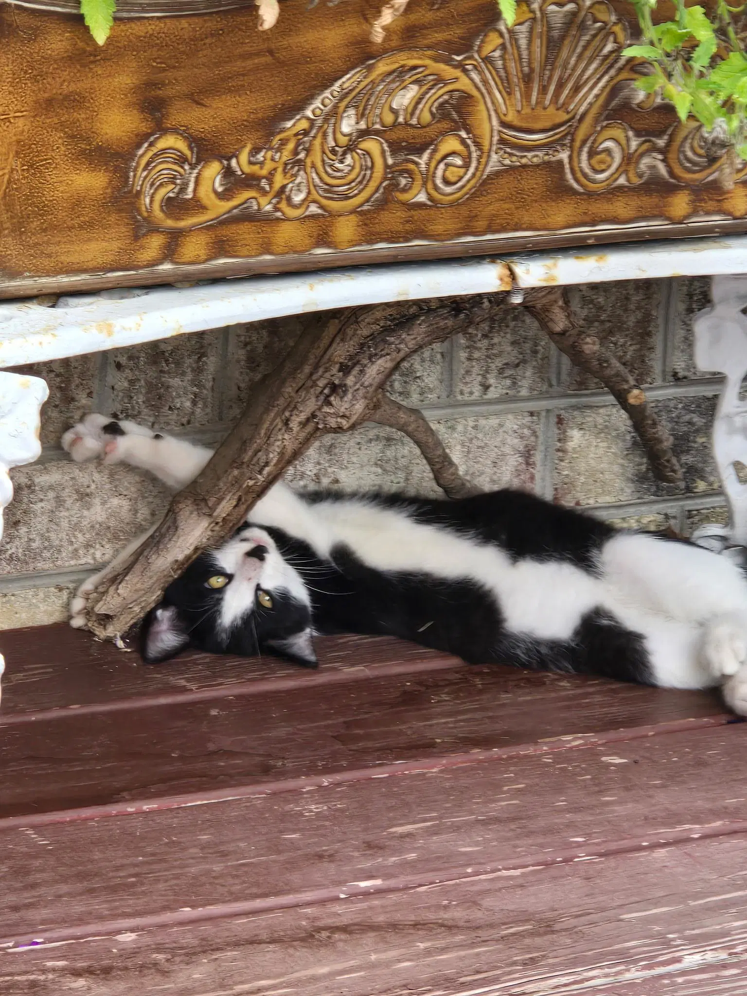 Patrick Bonded With Patches Foster Cat - Domestic Short Hair