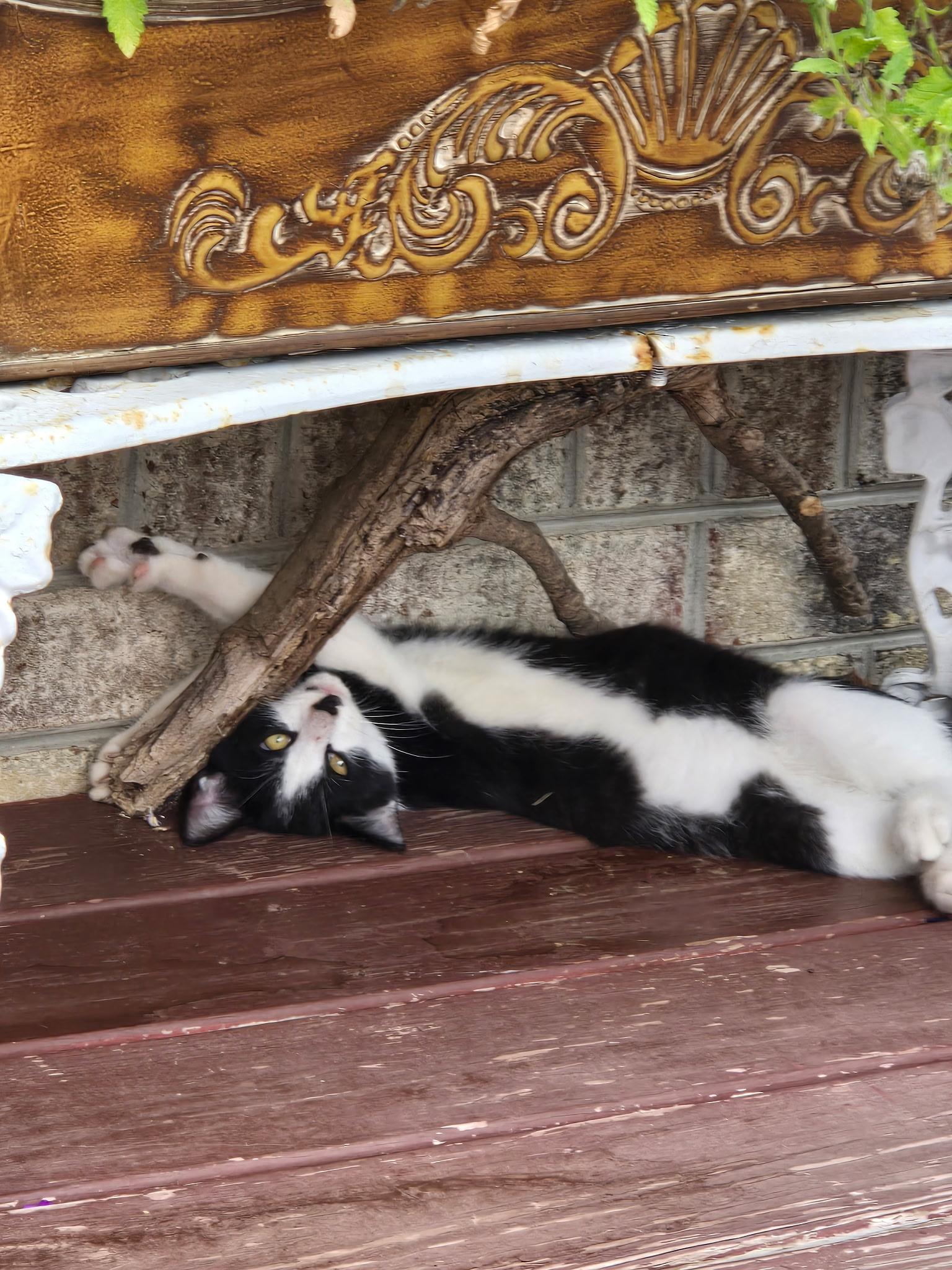 Patrick Bonded With Patches Foster Cat