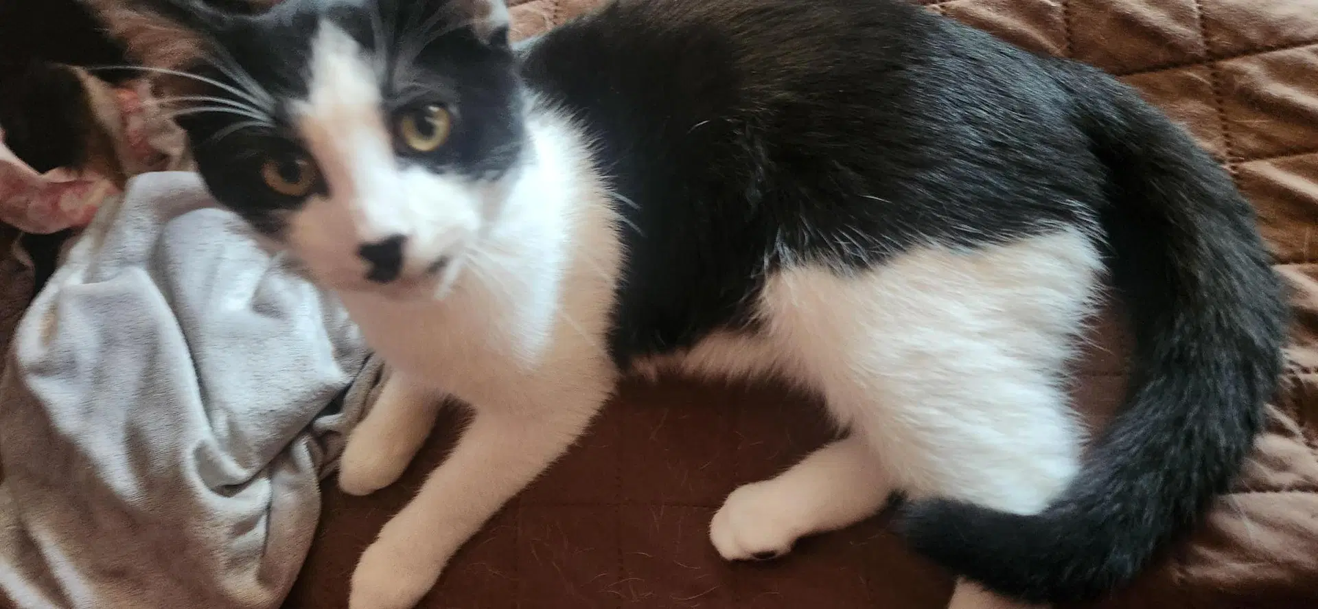 Patrick Bonded With Patches Foster Cat image 2
