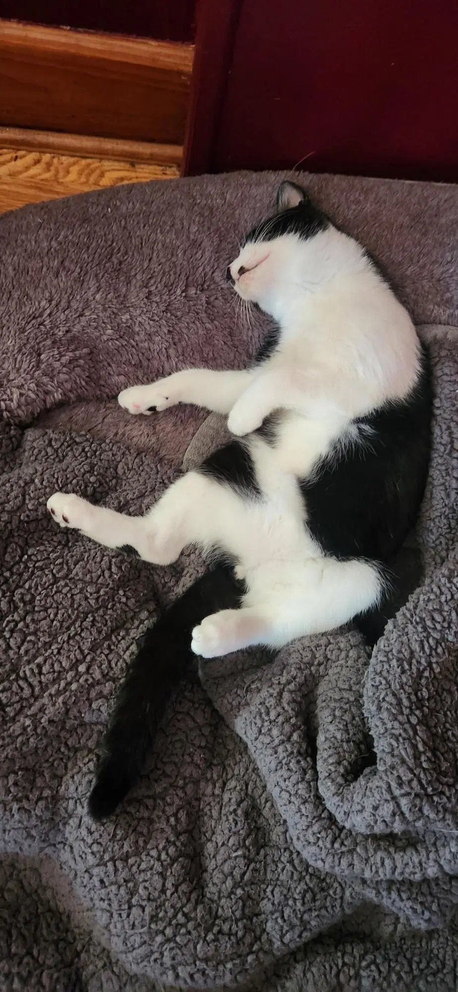 Patrick Bonded With Patches Foster Cat image 3