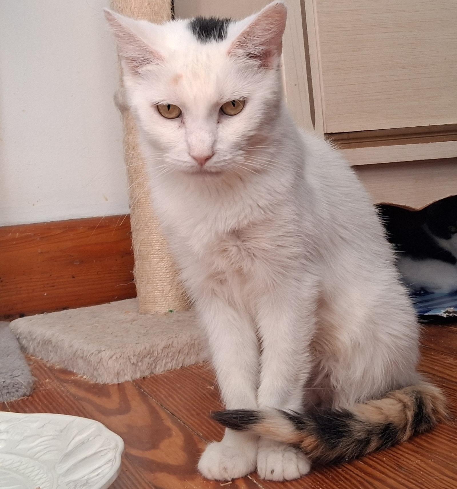 Betty White Foster Cat