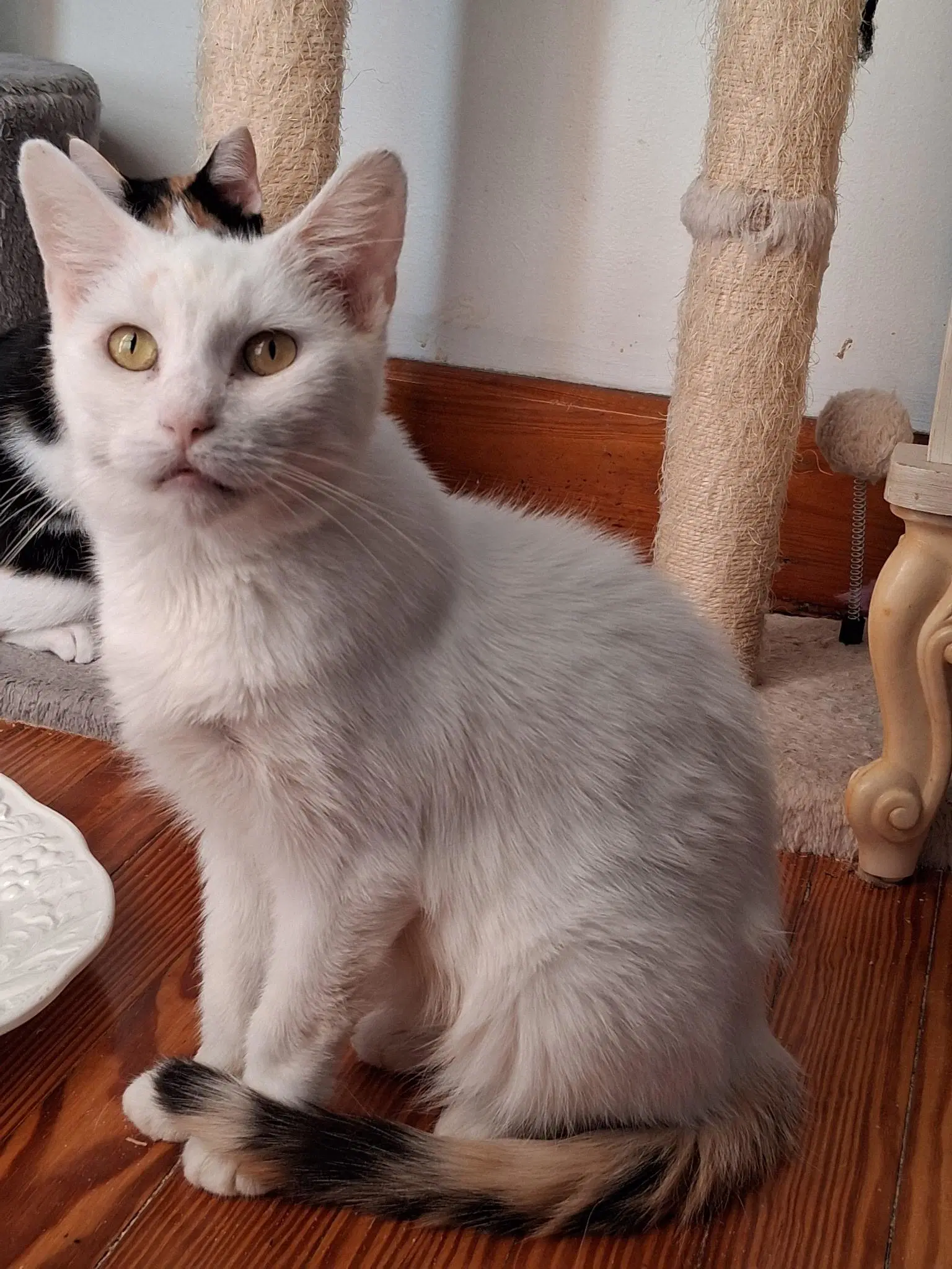 Betty White Foster Cat image 2