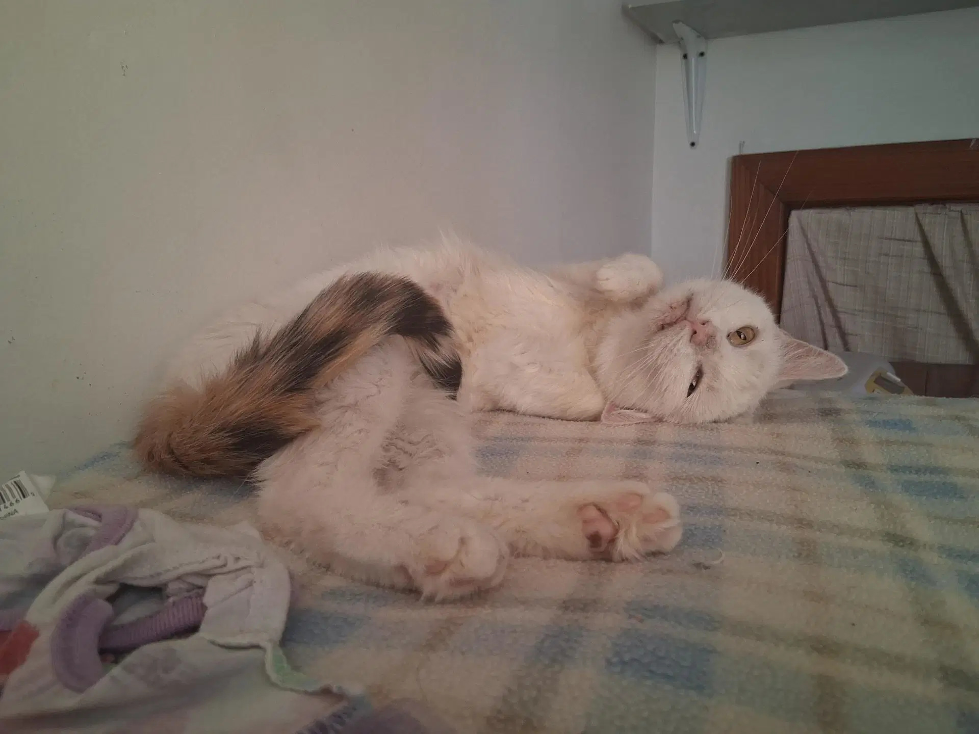 Betty White Foster Cat image 3