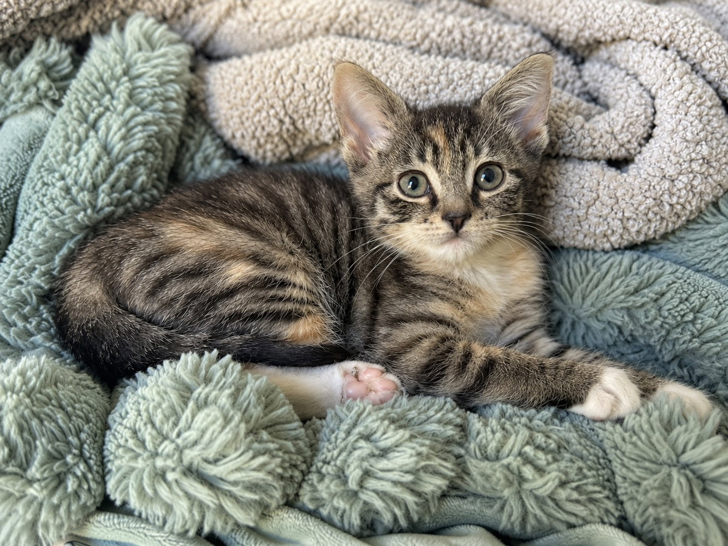 Kiwi (foster cat)