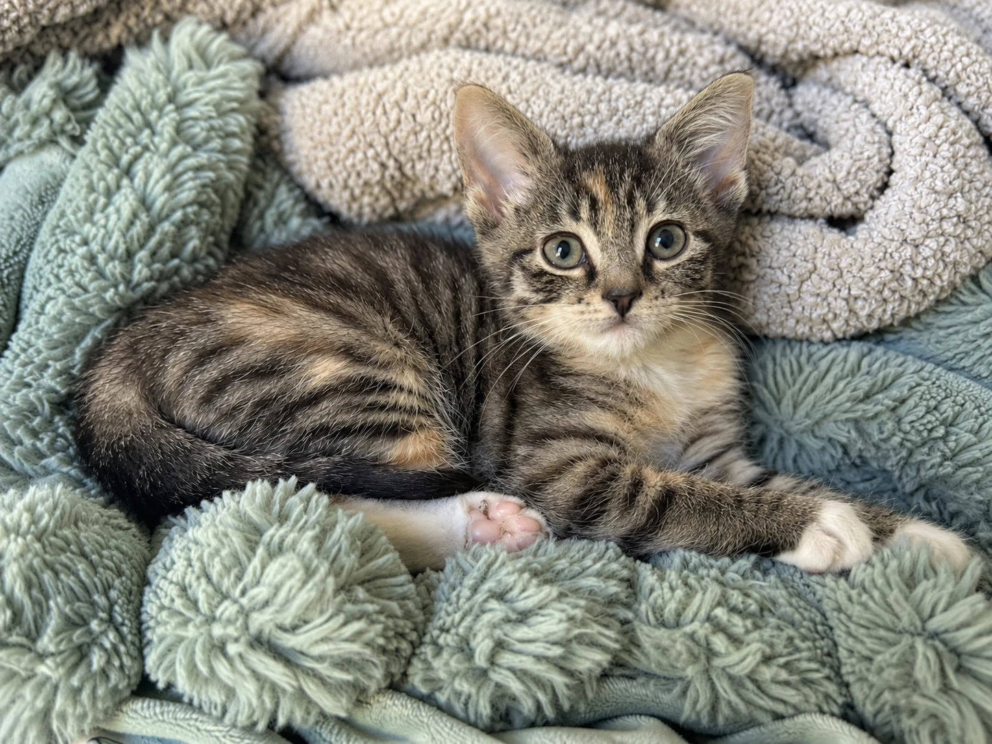 Kiwi Foster Cat