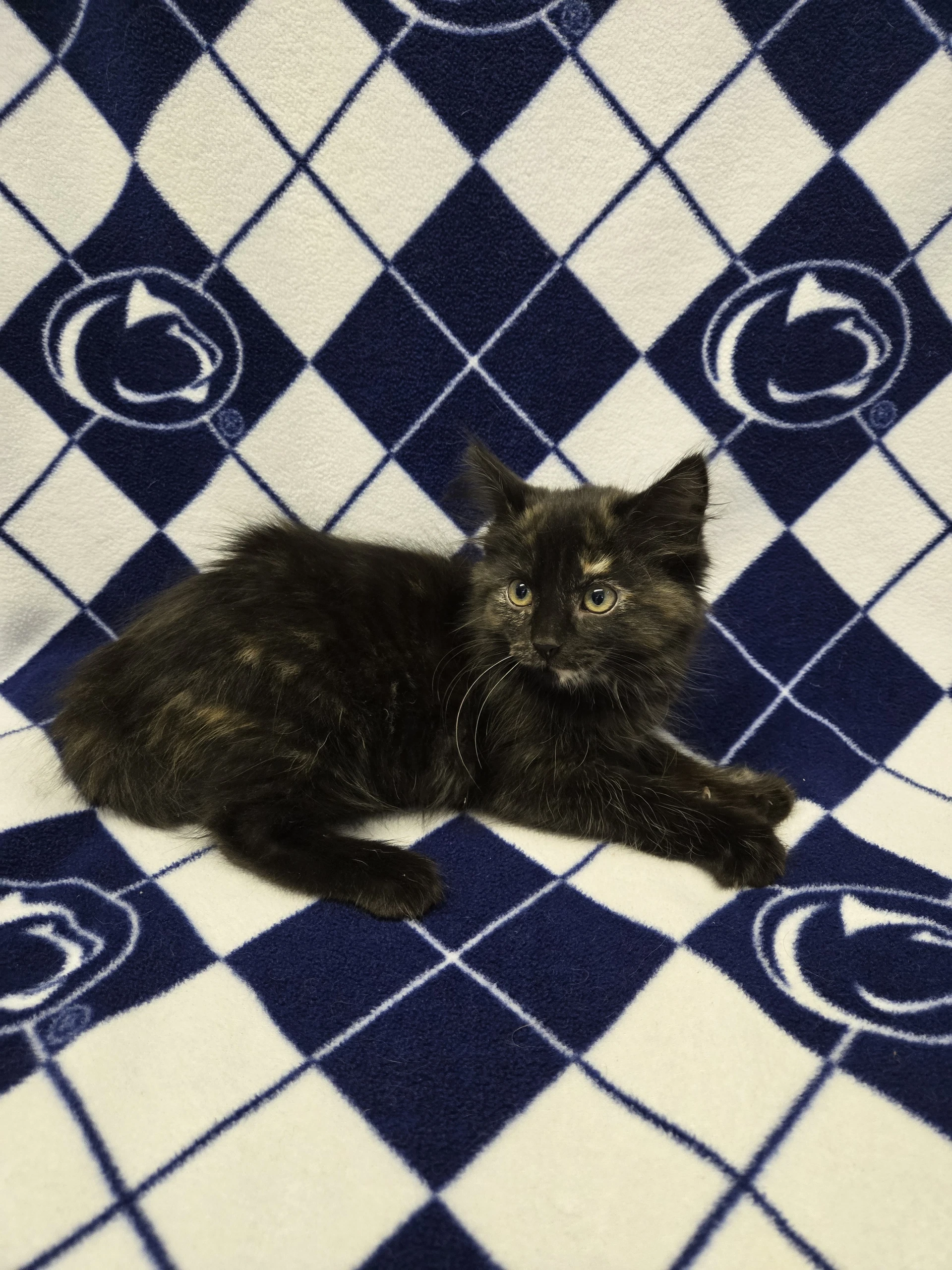 Pearl Foster Cat
