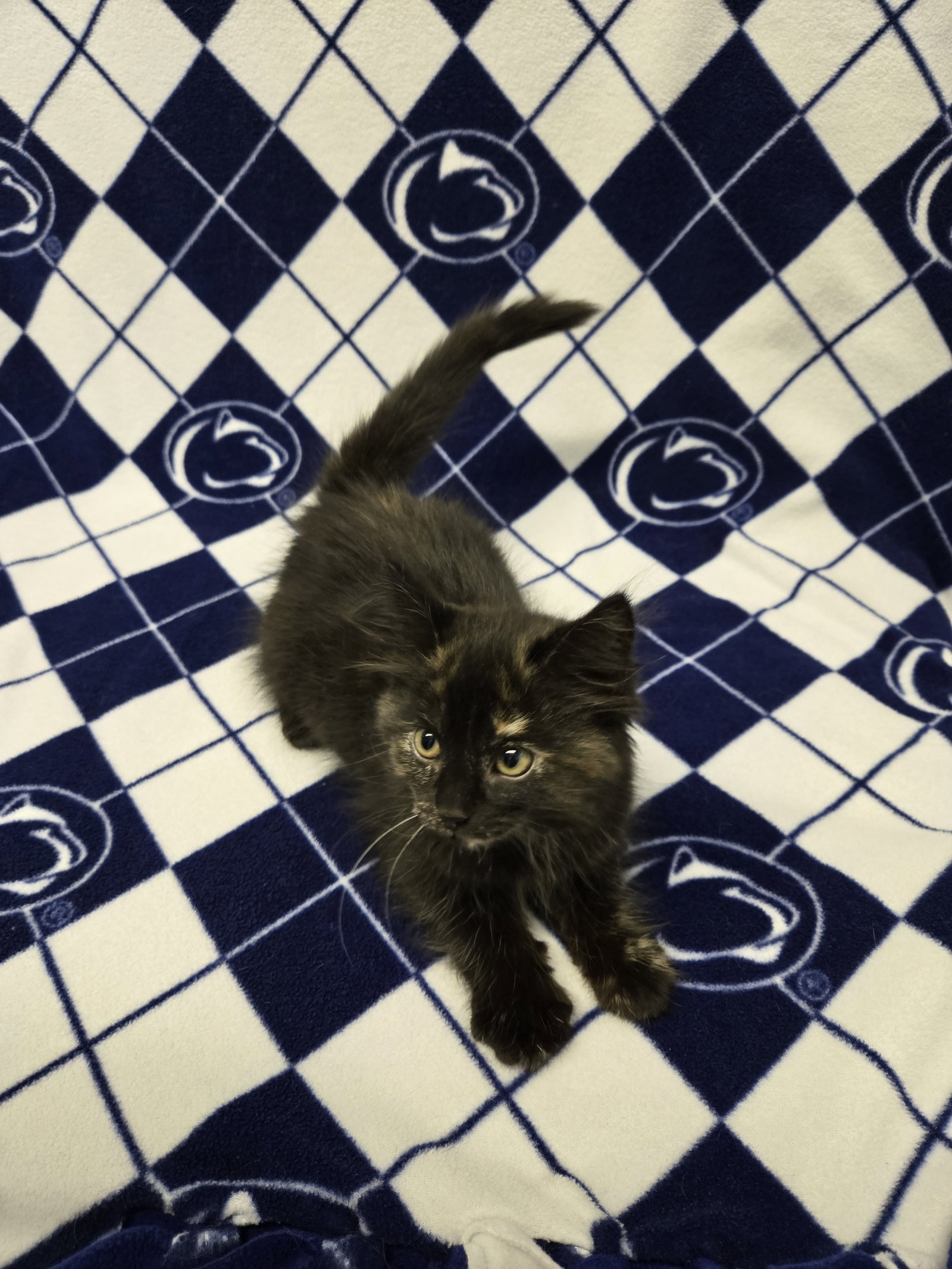 Pearl (foster cat), photo 2