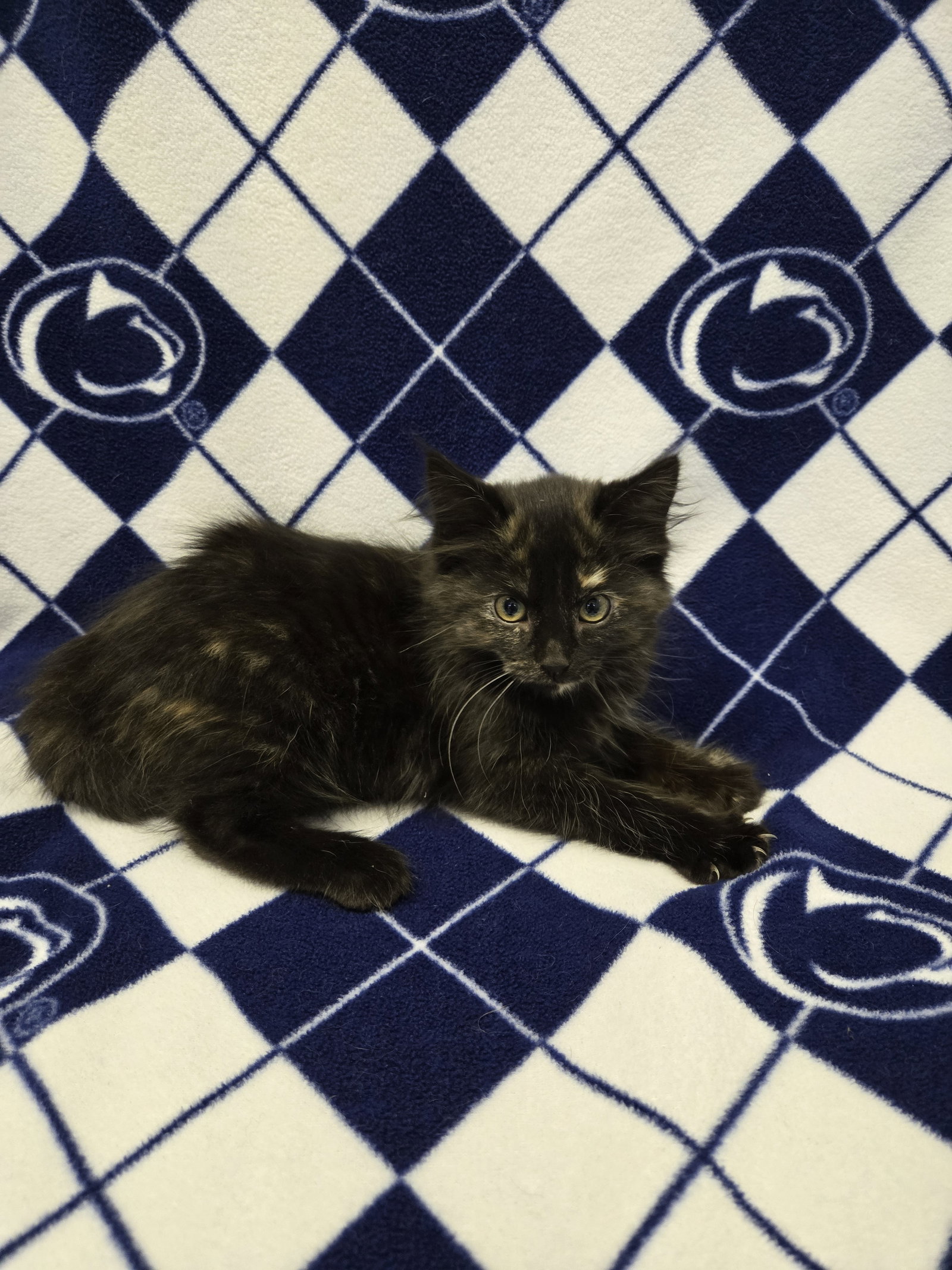 Pearl (foster cat), photo 3