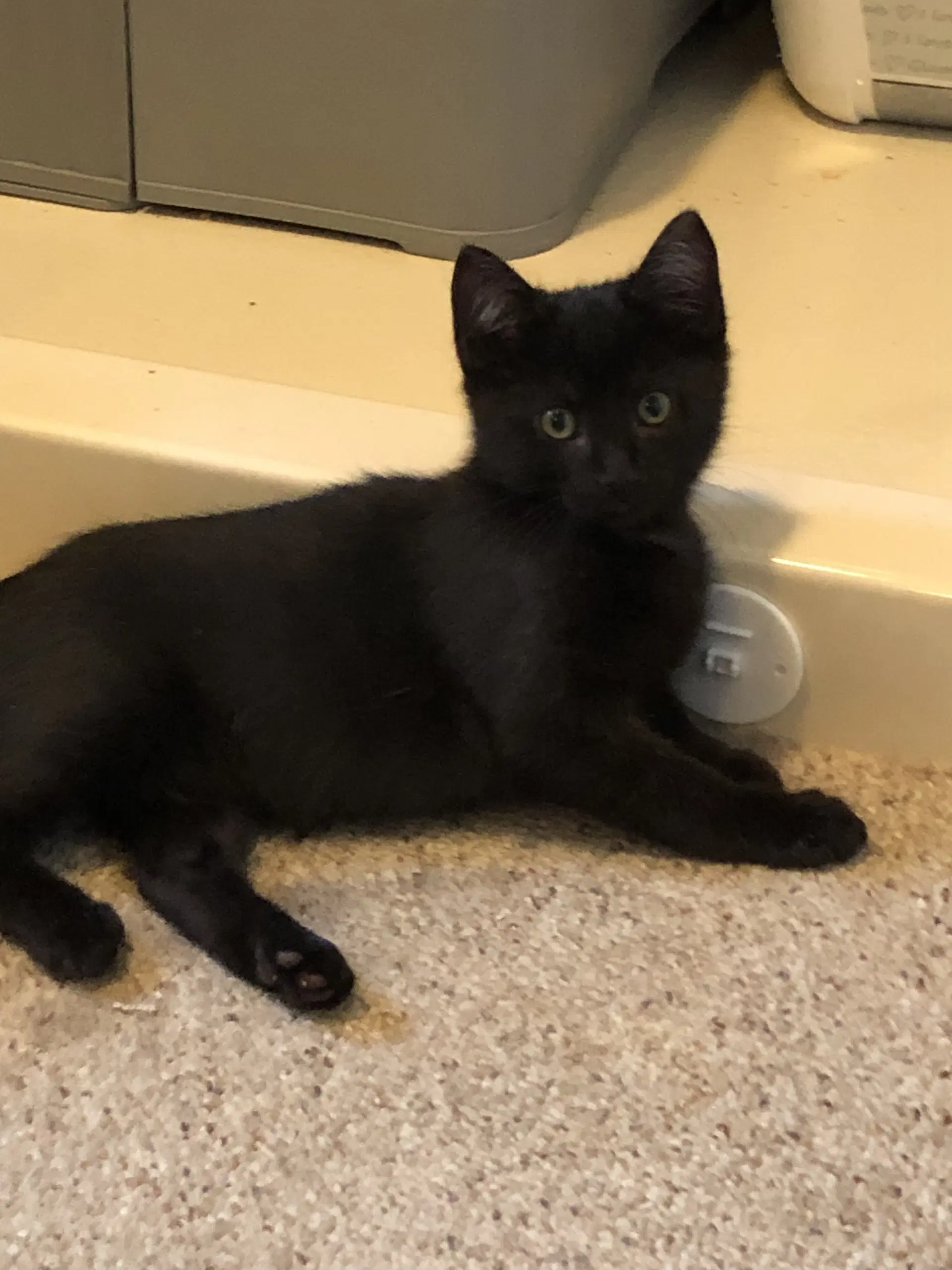 Ebony Foster Cat - Domestic Short Hair