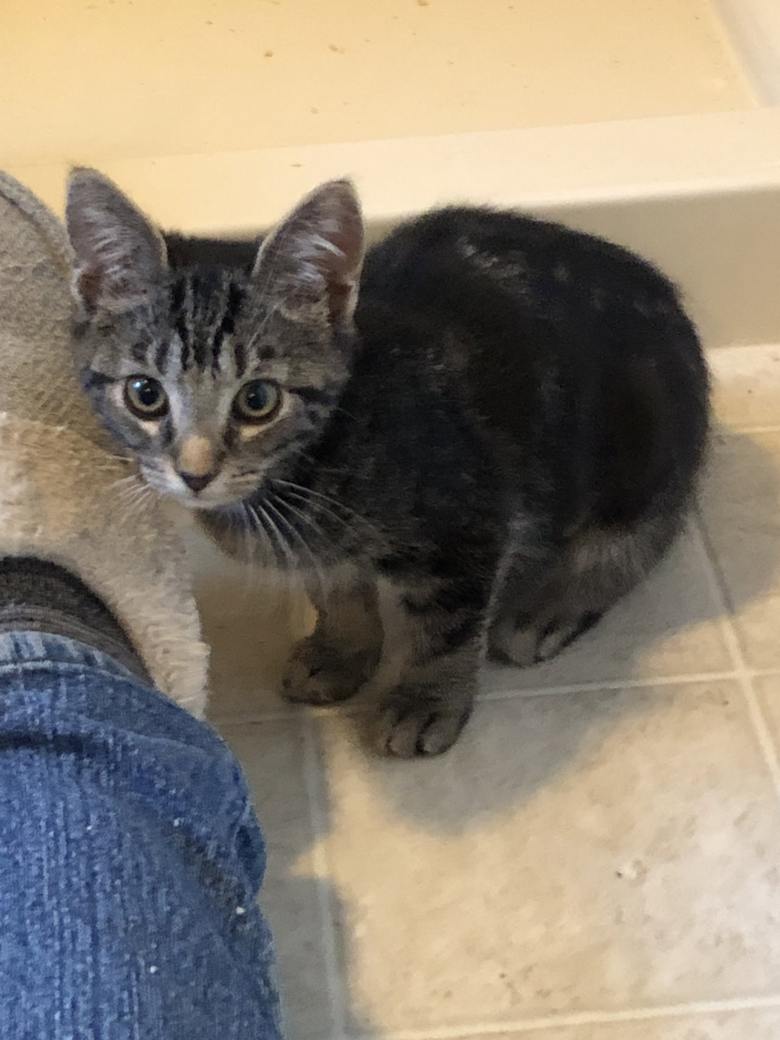 Gracie (foster cat)