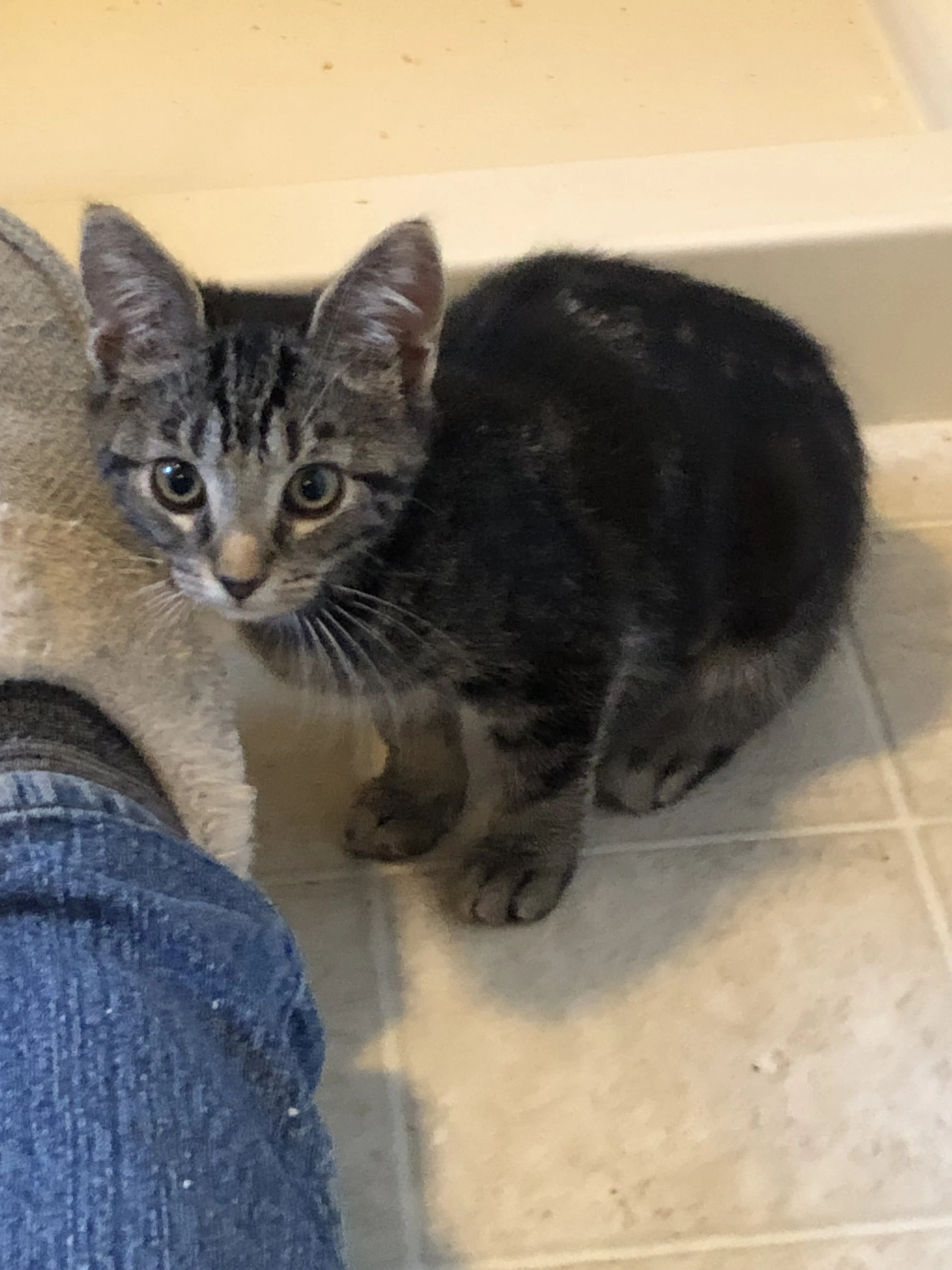Gracie Foster Cat