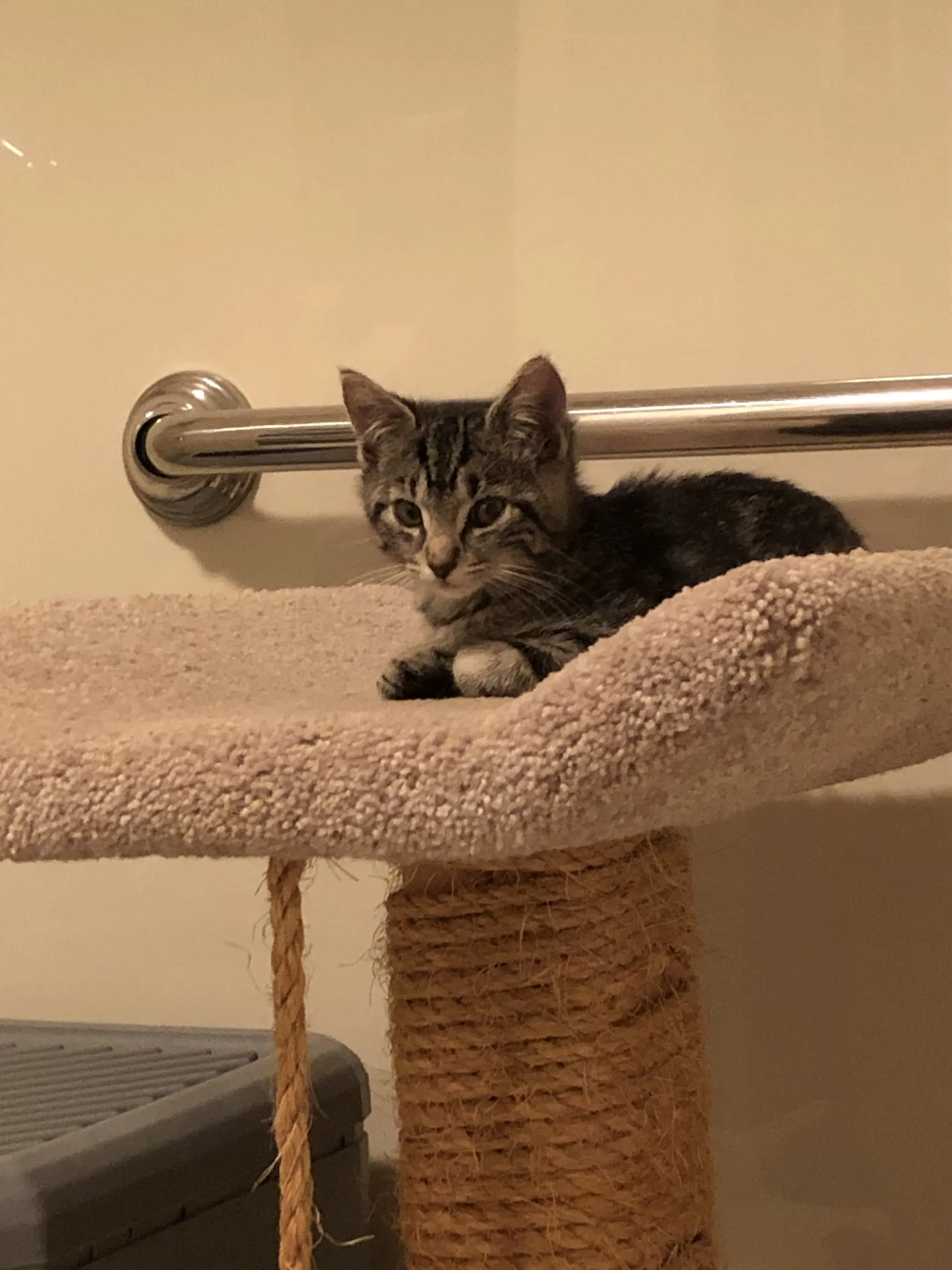 Cinder Foster Cat - Domestic Short Hair