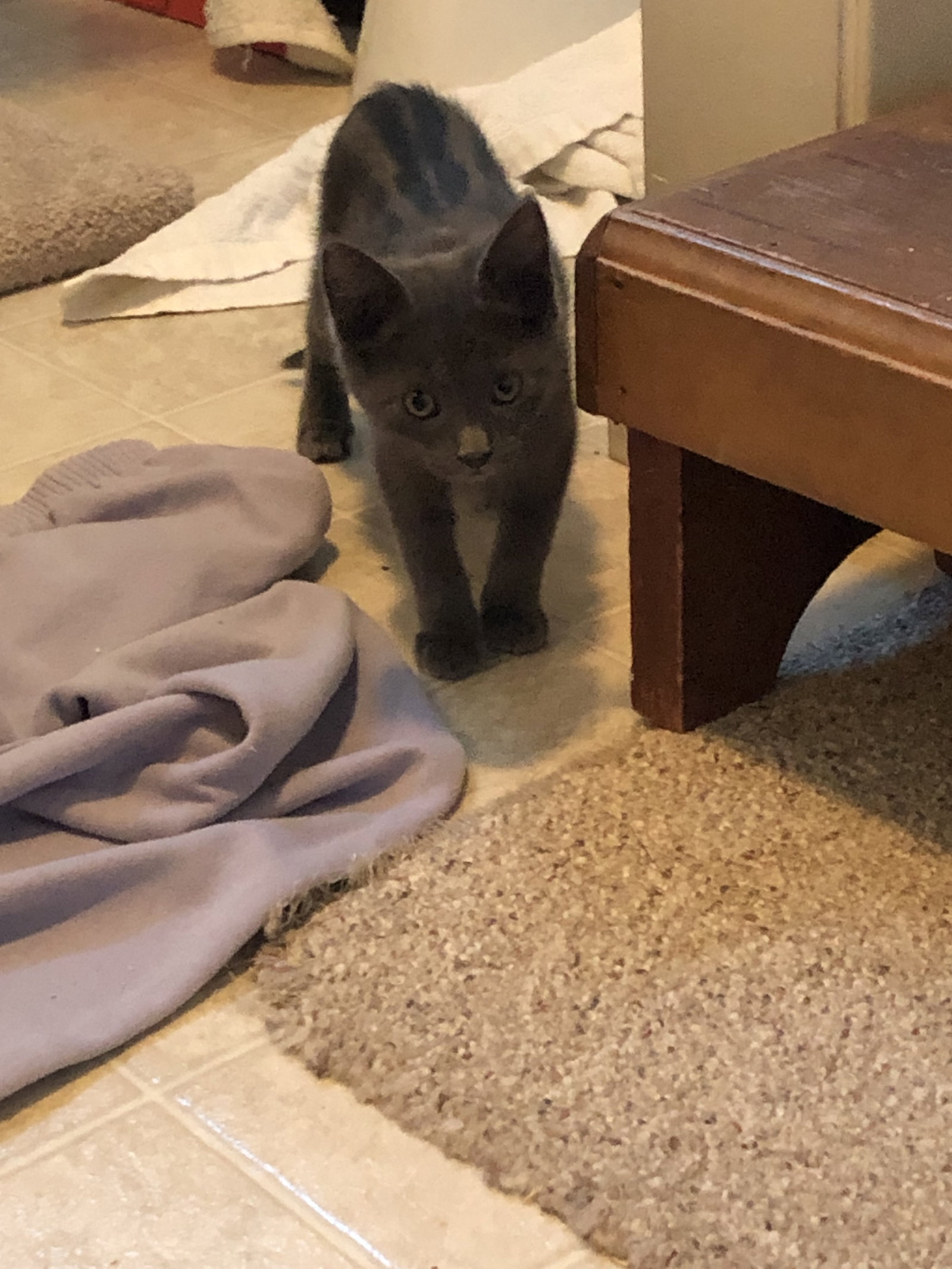 Eeyore (foster cat)