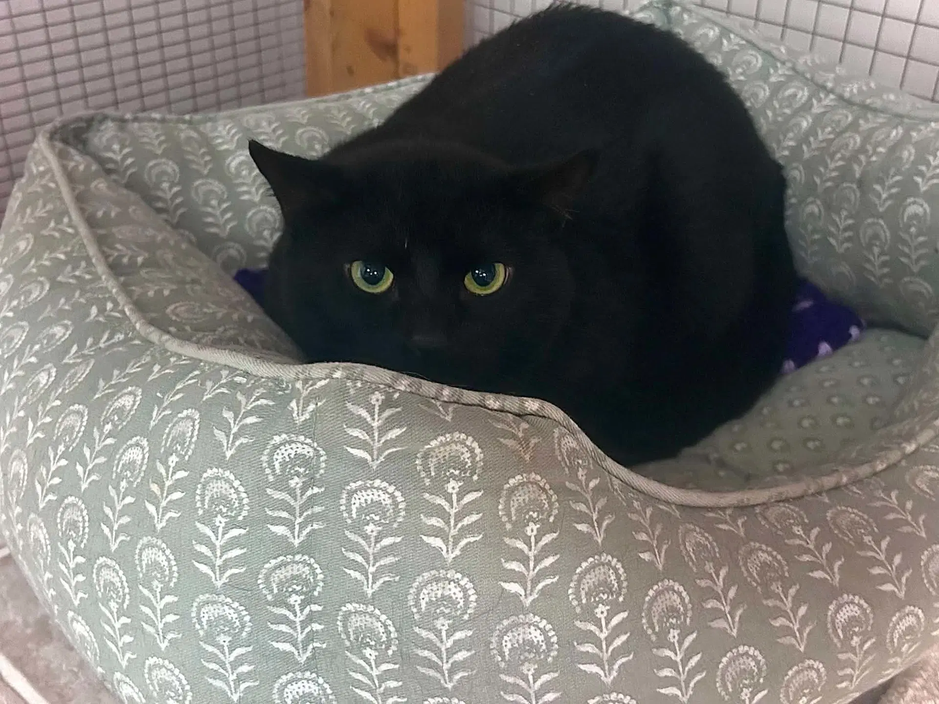 Salem - Domestic Short Hair