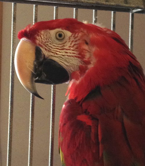 Cyrano