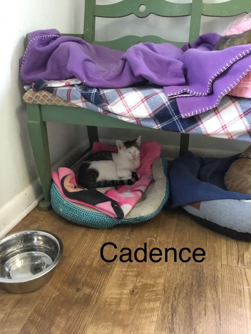 picture of the cat needing adoption
