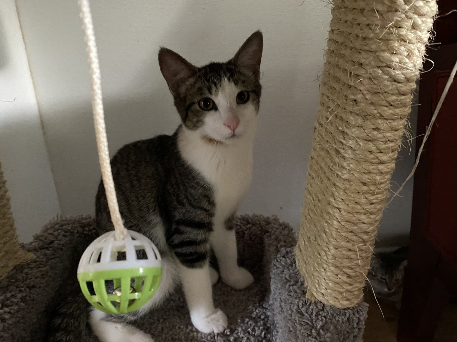 adoptable Cat in Bluefield, WV named Dexter