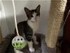 adoptable Cat in , WV named Dexter