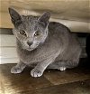 adoptable Cat in , WV named Chanelle