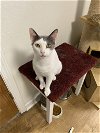 adoptable Cat in bluefield, WV named Lilly