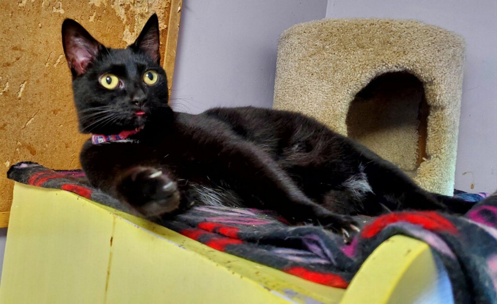 Cats for Adoption in Gilbert Creek, West Virginia Alpha Paw