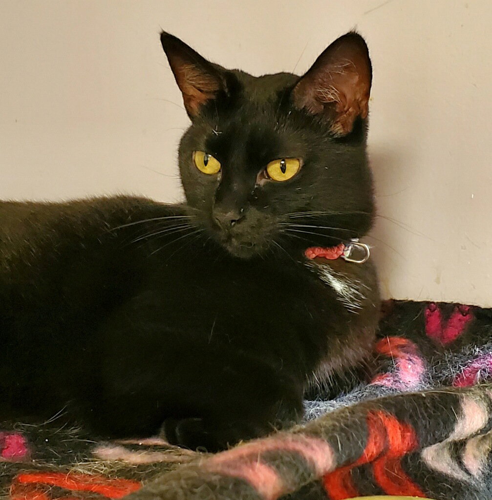 Cats for Adoption in Gilbert Creek, West Virginia Alpha Paw