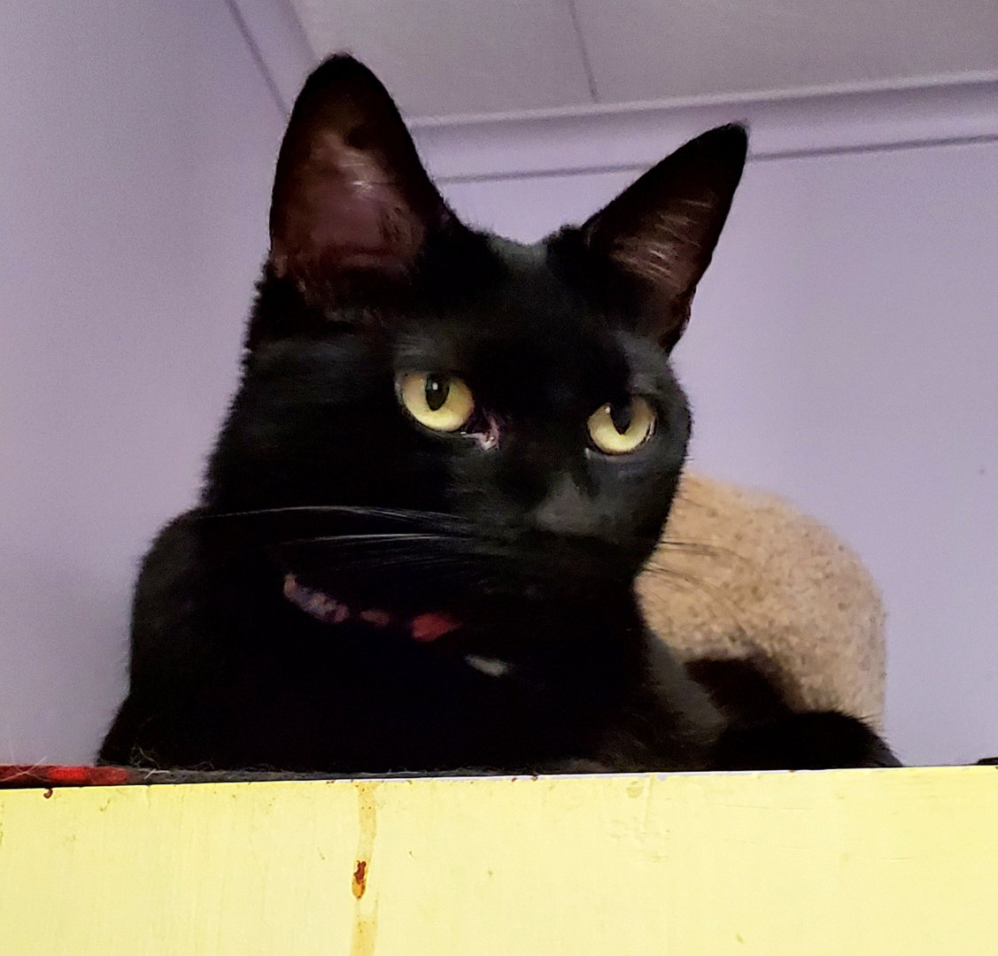 Cats for Adoption in Gilbert Creek, West Virginia Alpha Paw