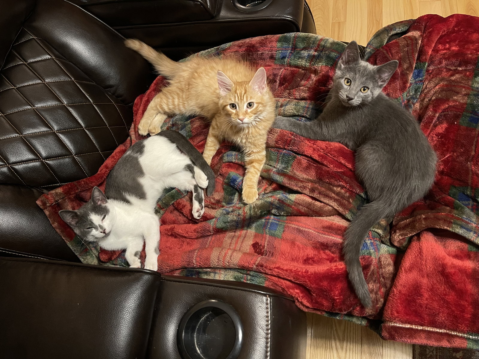 Cats for Adoption in Honaker, Virginia Alpha Paw