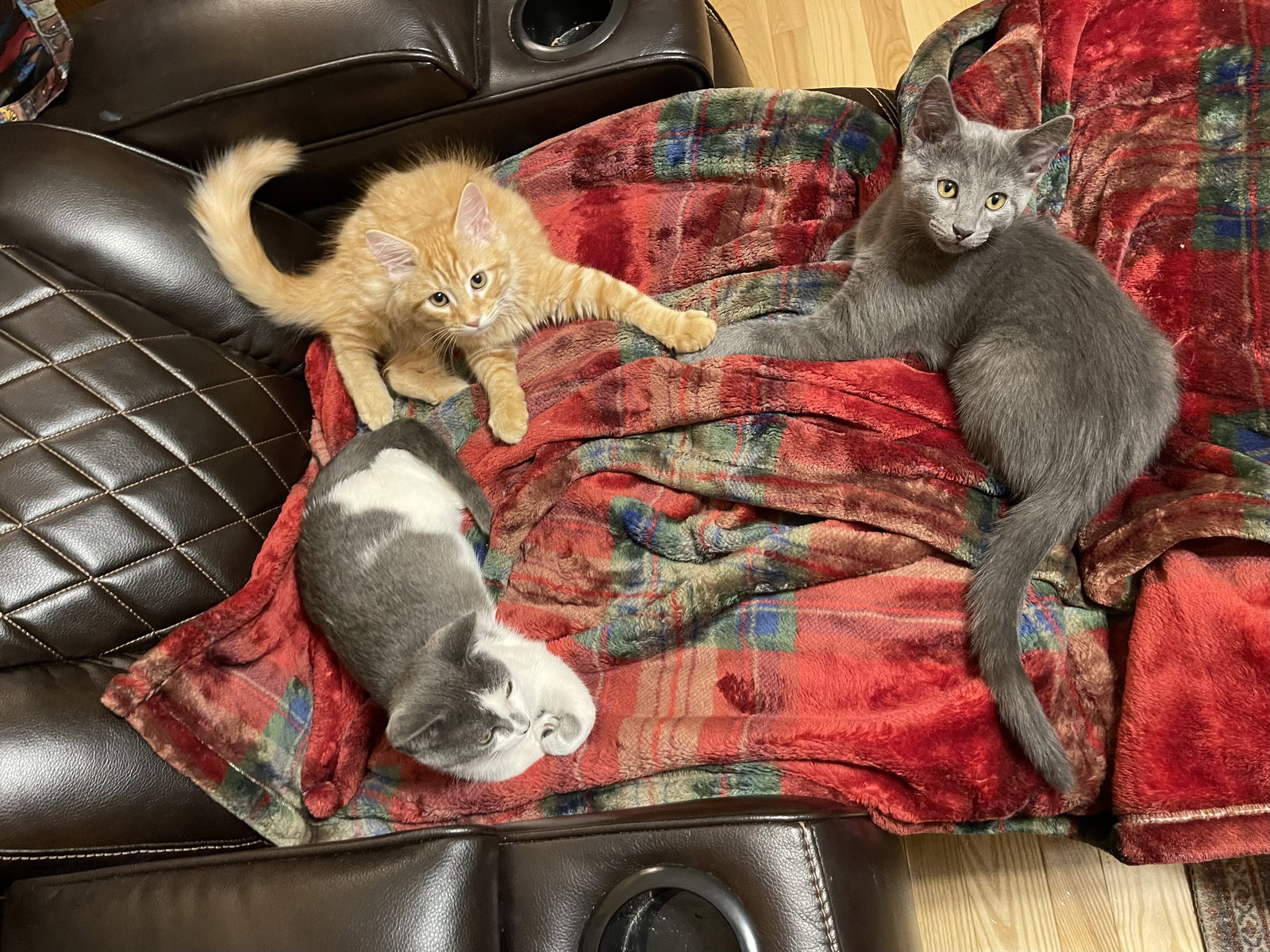 Cats for Adoption in Honaker, Virginia Alpha Paw