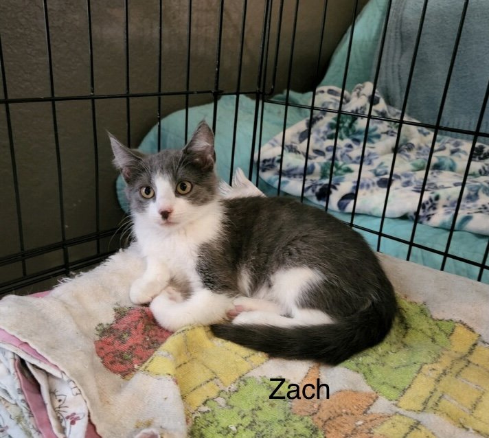adoptable Cat in Bluefield, WV named Zack