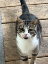 adoptable Cat in , WV named Trudy