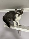 adoptable Cat in bluefield, WV named Nala